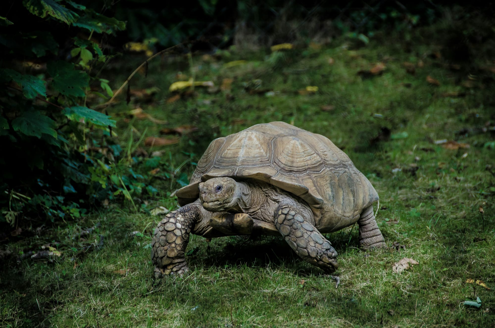 Picture of a tortoise